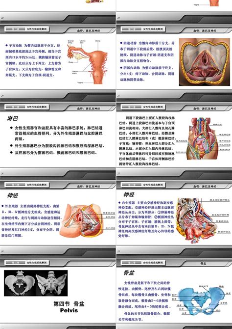 生殖器 女|解剖学高清图谱 女性生殖系统